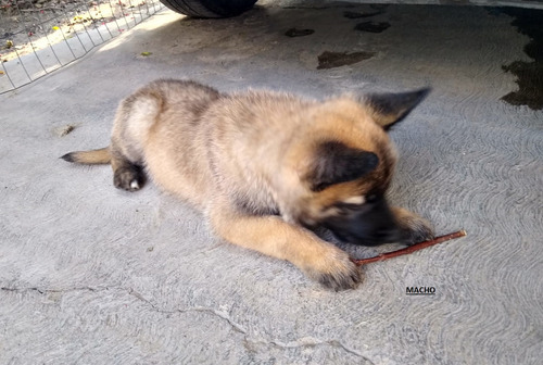 Pastor Belga Malinois Cachorros