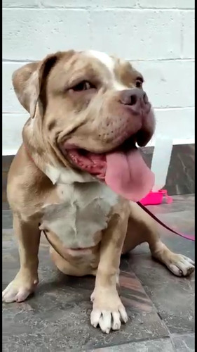 Perros American Bully Pocket Bulli