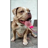 Perros American Bully Pocket Bulli