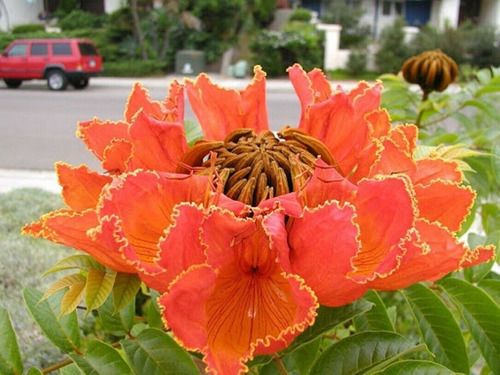 Semillas De Flor Tulipán Africano Tipo Árbol