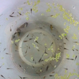 Lebistes Guppys Crias De 1 Y 2 Meses