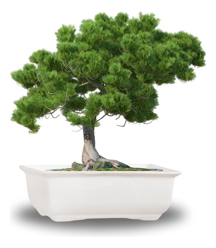 Maceta Bonsai De Cerámica Mediana Rectangular