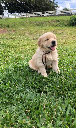 Golden Retriever Macho 