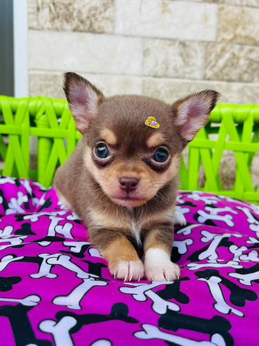 Chihuahua Femea Pelo Curto Marrom Linda Disponivel