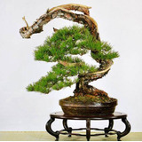 50 Semillas De Pino Rojo (bonsai)