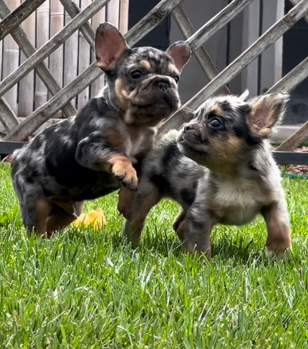 Bulldog Frances Fluffy (pelo Largo)mini Merle