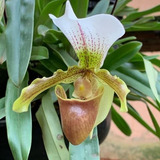 Mudas De Orquídeas Sapatinho (paphiopedilum Leeanum) Adultas