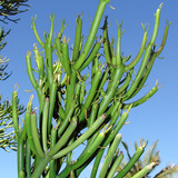 Esqueje De Euphorbia Tirucalli / Planta Lapiz