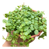 Colar De Tartaruga Cuia 13 Peperomia Prostrata Pendente