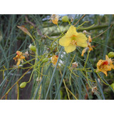 Parkinsonia / Palo Verde / Árbol Ornamental