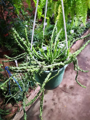 Planta Cactus Pata De Araña Euphorbia Colgante Suculenta 
