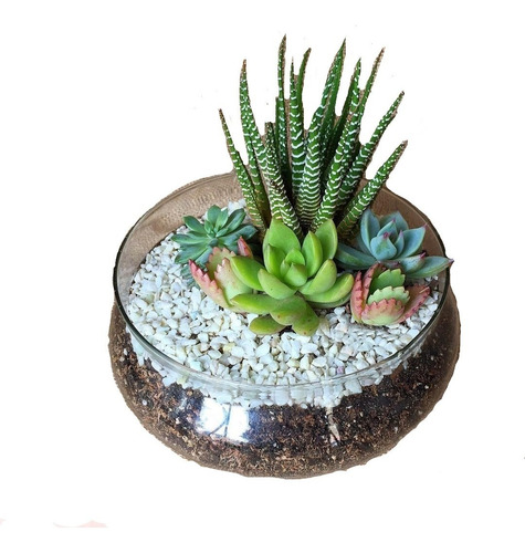 Terrario Minijardin Cactus Suculentas Vidrio Cemento