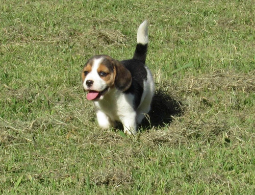 Beagle Cachorro Machos Y Hembras