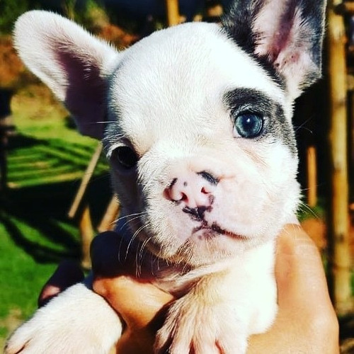 Filhote Macho De Bulldog Francês Blue Pied