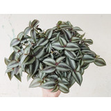 Planta Tradescantia Zebrina