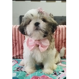 Linda Filhote De Shih Tzu Em Até 12x Sem Juros