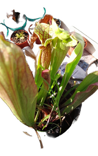 Planta Carnívora Con Guía - Sarracenia - Envío Económico!