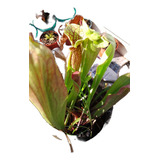 Planta Carnívora Con Guía - Sarracenia - Envío Económico!