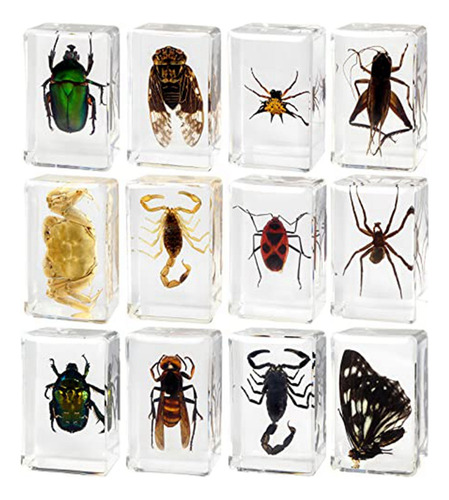 Fwefww 12 Piezas De Espécimen De Resina Para Insectos,