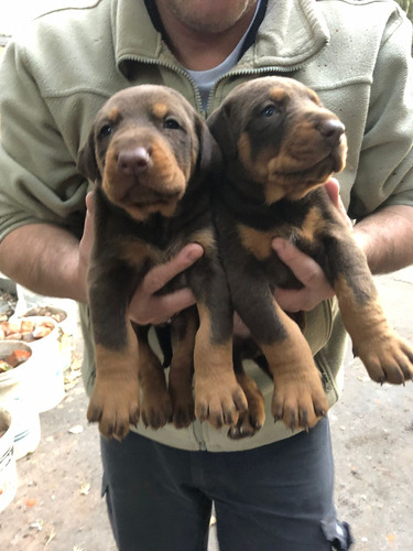 Cachorros Doberman 350mil