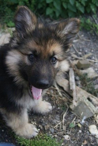 Perros Pastor Alemán De Pelo Largo Exotic Puppy Peludito