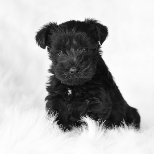 Fiel Schnauzer Mini Lidia Sico