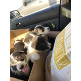  Cachorros Border Collie Negros Y Blancos