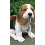 Cachorro Beagle Perritos Begle Puppy Cachorrito