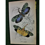 Insectos Grabado Coloreado 10 X 16,50 Edimburgo 1833 Nº 23