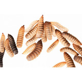 Larvas Secas Mosca Formato 3 Kilos