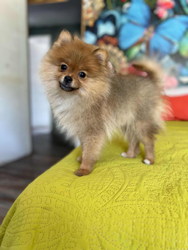 Pomerania Macho