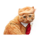 Prymal Comfort Trump Cat Costume And Tie For Festival