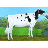 Semen Bovino Holstein - Eba Logot
