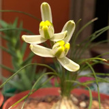 Albuca Humilis