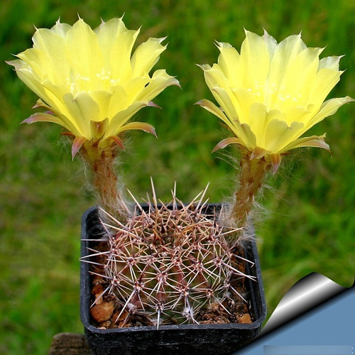 Semillas De Cactus Lobivia Aurea Echinopsis Colección Rara