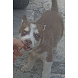 Cachorros Husky 