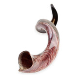 Nuevo Shofarot Israel Kosher Yemenite Kudo Kudu Shofar, Tam.