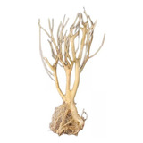 2x Acuario Driftwood Natural Rama Árbol Planta Tocón