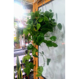 Philodendron Cordatum