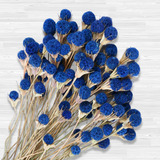 50 Ramos De Flores De Cardo Seco Azul Natural, Plantas De Bo
