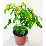 Ficus Benjamina Anastasia