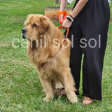 Filhote Golden Retriever 