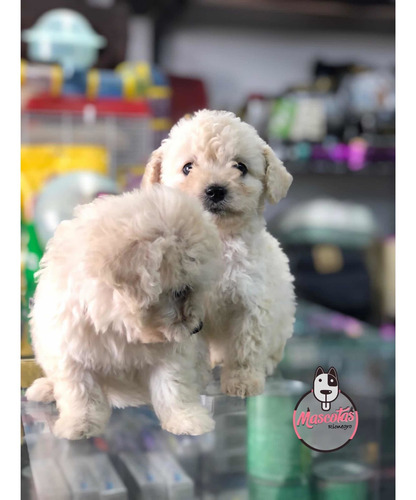 Espectaculares Cachorros Frenshpoodle Minitoy Mascotas Rione