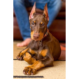 Cachorros Doberman Perrito Doverman Puppy Dobermen