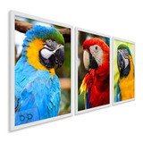 Quadro Decorativo 3 Peças Aves Araras Brasileira Espécie 3