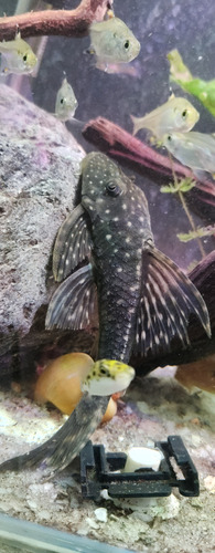 Pez Limpiavidrio Pleco Hypostomus Roseopunctatus L311