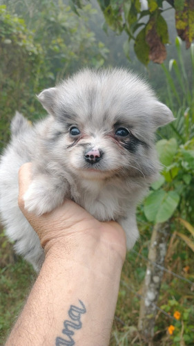 Perro Cachorro Pomeranian Merle Medellin, Bogotá Animal Pets