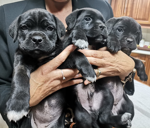 Cane Corso