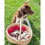 Filhote De Border Collie Com Pedigree Cbkc