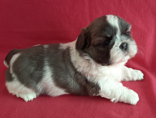 Cachorros Shih Tzu Shihtzu Inscritos En Kcc Hembra Disponibl